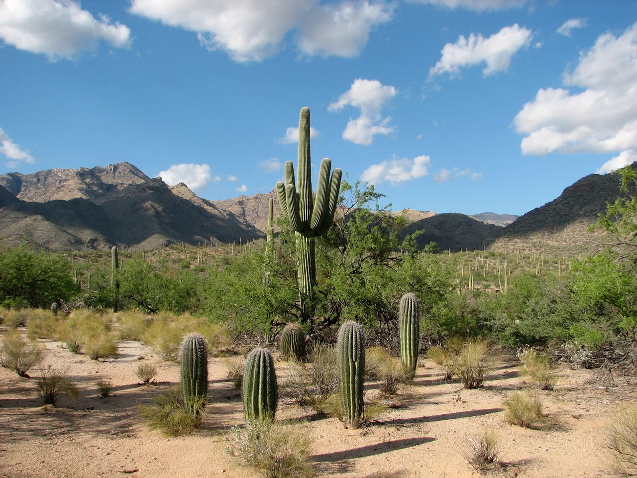 Picture of Saguaro cactus, other cacti and Santa Catalina mountains along Bear Canyon Trail in the Sabino Canyon Recreation Area, near Tucson, Arizona.