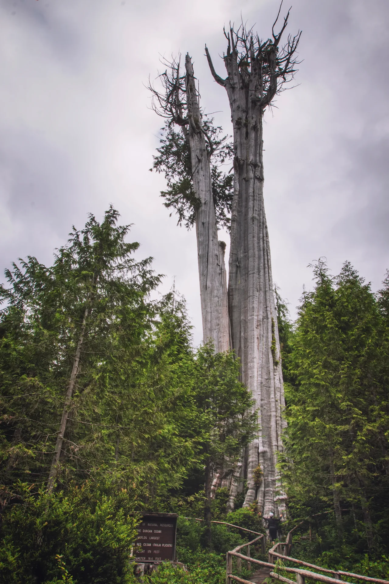 Duncan Memorial Big Cedar Tree
