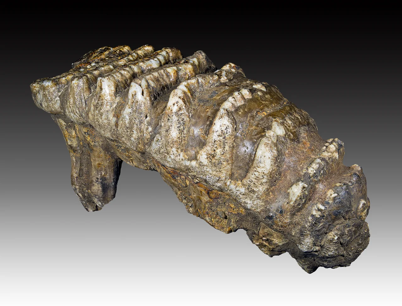 Stegodon trigonocephalus molar 
Stage : 2.5  million years ago Lower Pleistocene (Gélasian)
Locality :Sangiran site on the island of Java in Indonesia
Size : 27x1.5x9 cm