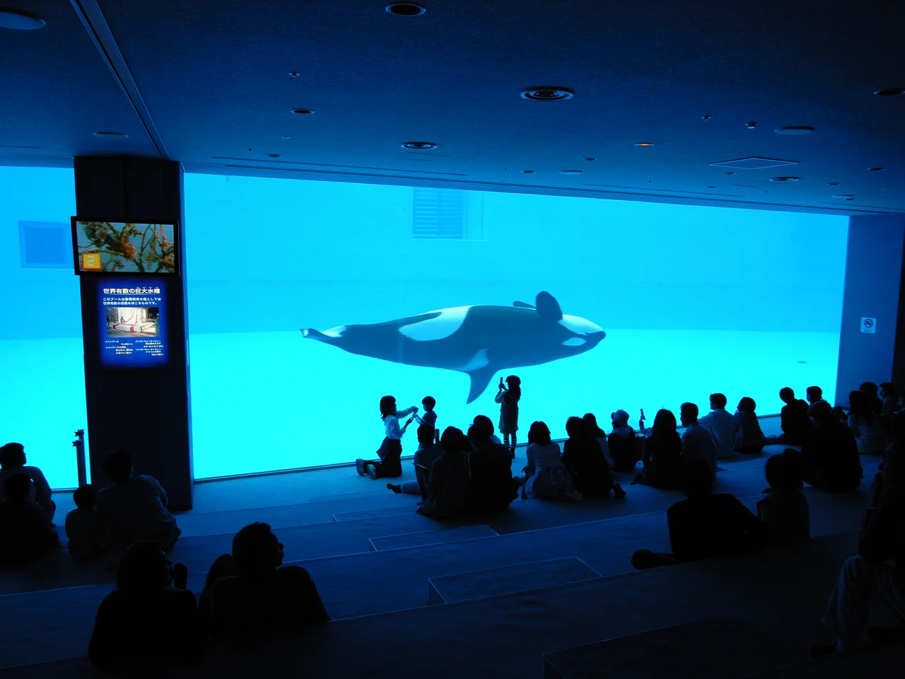 シャチ